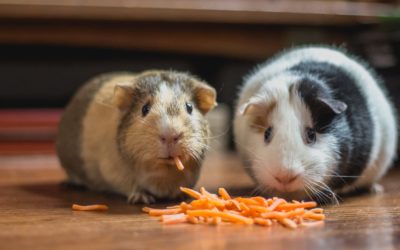 bonnie-kittle-MUcxe_wDurE-unsplash bonnie-kittle-MUcxe_wDurE-unsplash